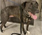Small American Pit Bull Terrier Mix