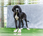 Small #3 Great Dane