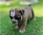 Small #11 Bulldog
