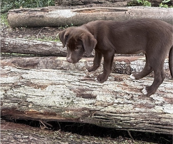 Medium Photo #46 Borador Puppy For Sale in MARION, VA, USA