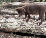 Small Photo #46 Borador Puppy For Sale in MARION, VA, USA