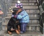 Small Photo #24 Doberman Pinscher Puppy For Sale in Moscow, Moscow, Russia