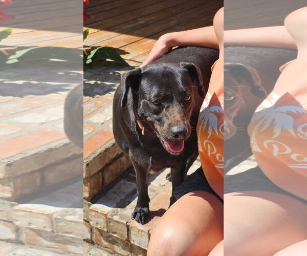 Medium Photo #1 Labrador Retriever-Unknown Mix Puppy For Sale in Oakhurst, NJ, USA