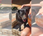 Daisy- black beauty - Female Labrador Retriever-Unknown Mix Dog for Adoption - Small photo