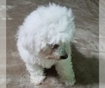 Small Photo #5 Bichon Frise Puppy For Sale in STAFFORD SPRINGS, CT, USA