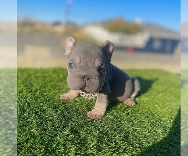 Medium Photo #1 French Bulldog Puppy For Sale in NEW YORK, NY, USA