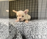 Small Photo #3 French Bulldog Puppy For Sale in WACO, TX, USA