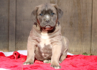 Cane Corso Puppy for sale in MOUNT JOY, PA, USA