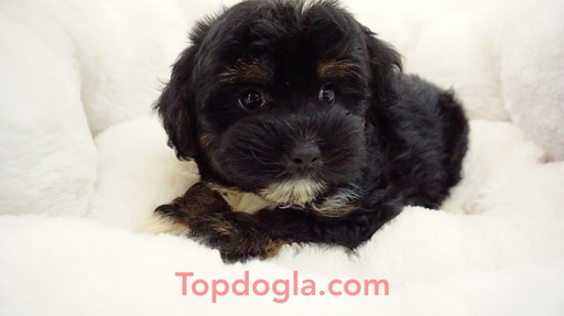 Medium Photo #1 Morkie Puppy For Sale in LA MIRADA, CA, USA