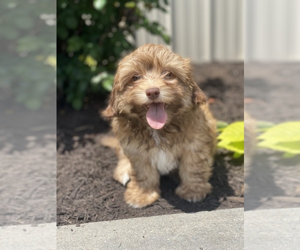 Medium Photo #3 Havanese Puppy For Sale in CANOGA, NY, USA