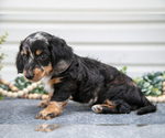 Small #1 Dachshund