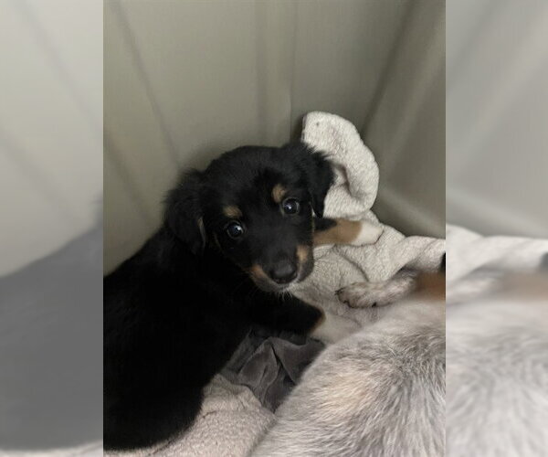 Medium Photo #1 Mutt Puppy For Sale in Plano, TX, USA