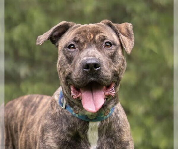 Medium Photo #2 American Pit Bull Terrier-Labrador Retriever Mix Puppy For Sale in Marina Del Rey, CA, USA