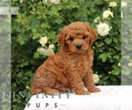 Small #2 Cavapoo