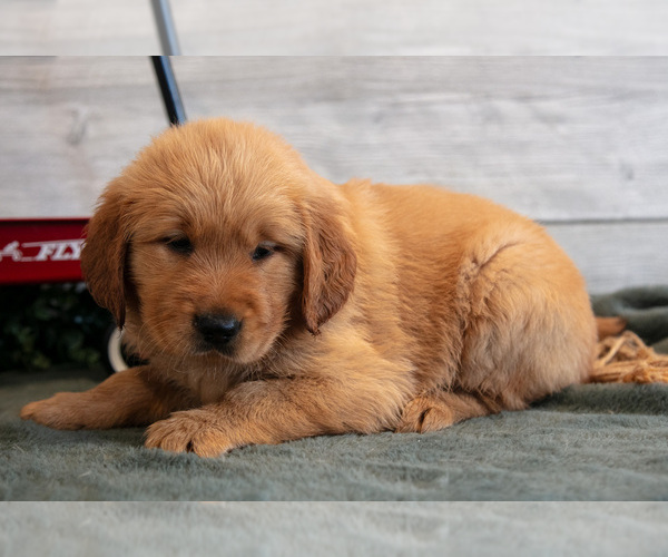 Medium Photo #13 Golden Retriever Puppy For Sale in MIDDLEBURY, IN, USA