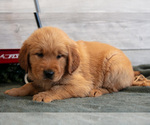Small Photo #13 Golden Retriever Puppy For Sale in MIDDLEBURY, IN, USA