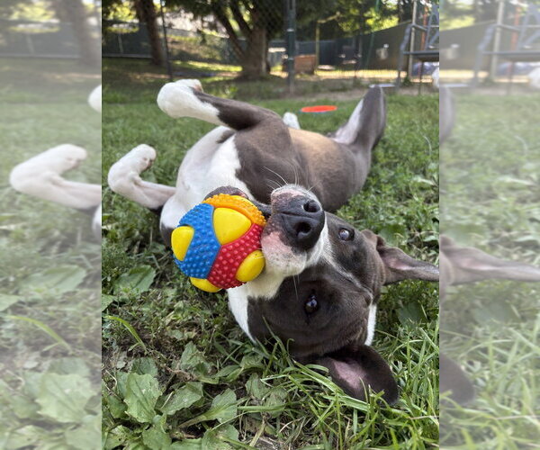 Medium Photo #46 American Pit Bull Terrier-Beagle Mix Puppy For Sale in Brewster, NY, USA