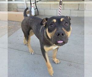 Australian Kelpie-Unknown Mix Dogs for adoption in Long Beach, CA, USA