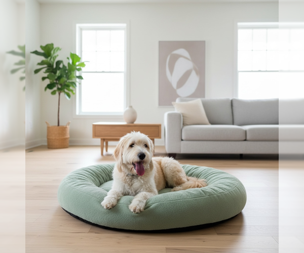 Medium Photo #3 Great Pyrenees-Old English Sheepdog Mix Puppy For Sale in MIDWAY, UT, USA