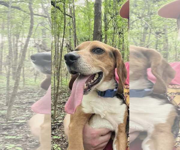 Medium Photo #8 Beagle Puppy For Sale in Sheboygan, WI, USA