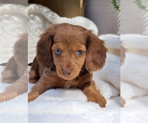 Dachshund Puppy for sale in WEST GREEN, GA, USA
