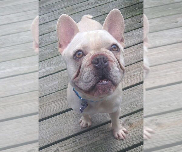 Medium Photo #4 French Bulldog Puppy For Sale in Oak Bluffs, MA, USA