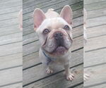 Small #3 French Bulldog