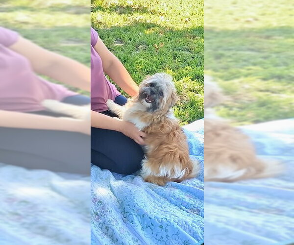 Medium Photo #7 Shih Tzu Puppy For Sale in Weston, FL, USA