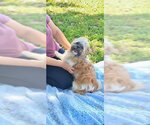 Small #6 Shih Tzu