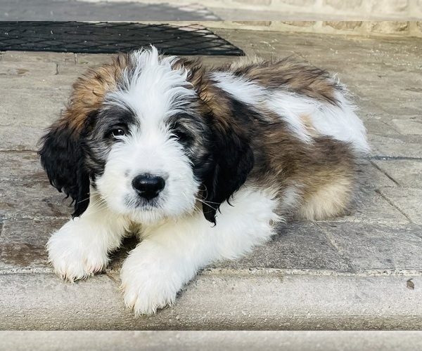 Medium Photo #2 Saint Bernard Puppy For Sale in LITITZ, PA, USA
