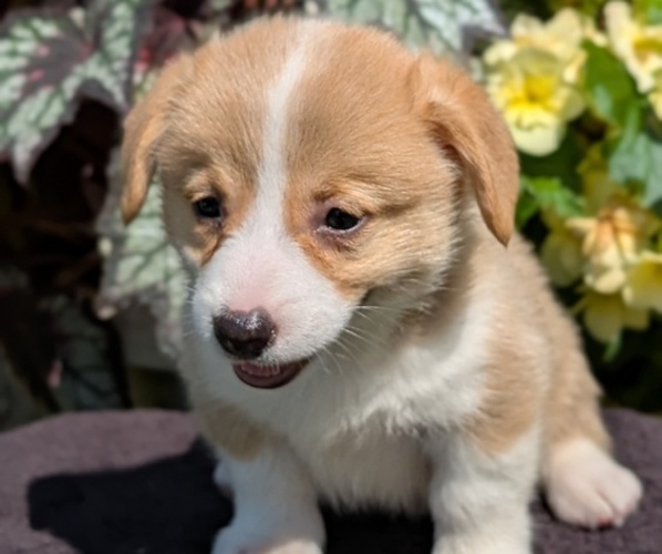 Medium Photo #27 Pembroke Welsh Corgi Puppy For Sale in GOSHEN, IN, USA