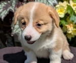 Small Photo #27 Pembroke Welsh Corgi Puppy For Sale in GOSHEN, IN, USA