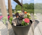 Small Photo #6 French Bulldog Puppy For Sale in HUDSONVILLE, MI, USA