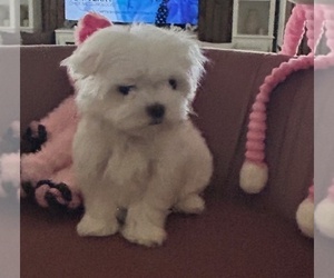 Medium Maltese