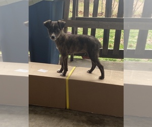Australian Terrier-Mountain Feist Mix Dogs for adoption in HARTSHORN, MO, USA