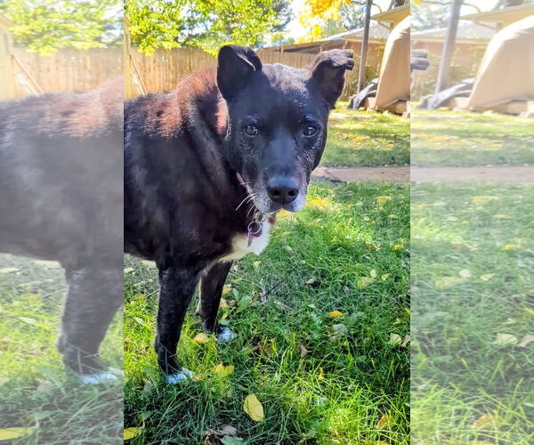 Medium Photo #3 Mutt Puppy For Sale in Aurora, CO, USA