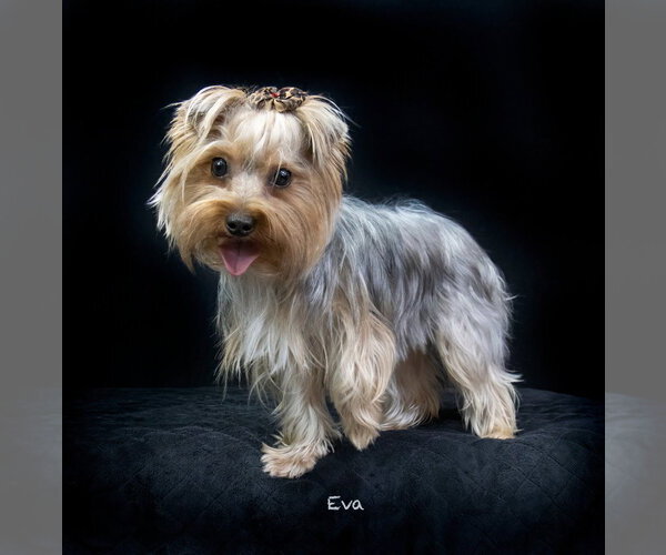 Medium Photo #2 Mutt Puppy For Sale in Hot Springs Village, AR, USA