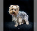 Small #1 Mutt