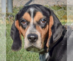 Bagle Hound Dogs for adoption in Huntley, IL, USA
