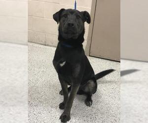 Labrador Retriever-Unknown Mix Dogs for adoption in Conroe, TX, USA
