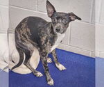 Small #3 Italian Greyhuahua
