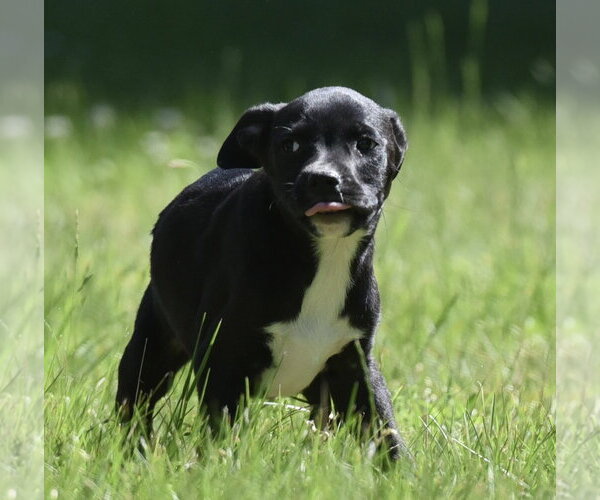 Medium Photo #5 Shepradors Puppy For Sale in Mechanicsburg, PA, USA