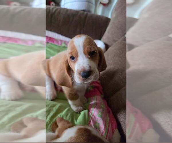 Medium Photo #1 Basset Hound Puppy For Sale in ROCKY MOUNT, VA, USA