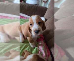 Basset Hound Puppy for sale in ROCKY MOUNT, VA, USA