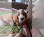 Small Basset Hound