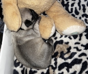 Pug Puppy for sale in KERNERSVILLE, NC, USA