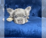 Small #41 French Bulldog