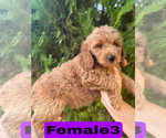 Small #16 Goldendoodle (Miniature)