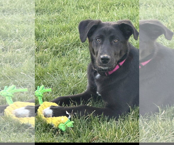 Medium Photo #7 Borador Puppy For Sale in MECHANICSBURG, PA, USA