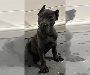 Cane Corso Puppy for Sale in PIKESVILLE, Maryland USA